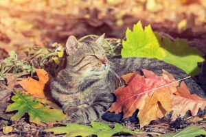 Ep. 7- Afternoon, Sunset, Midnight: Piano Pieces for Fall by Rebekah Maxner