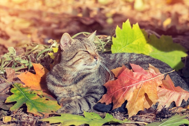 Ep. 7- Afternoon, Sunset, Midnight: Piano Pieces for Fall by Rebekah Maxner